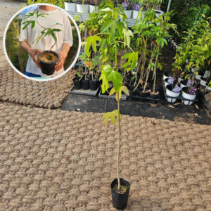 세종원예농원 (1+1행사) 황칠나무 80cm 4년 포트묘, 1세트, 2개