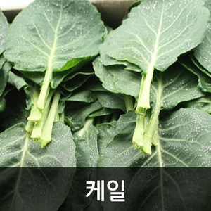 약수농장 국내산 쌈 케일2kg, 1박스, 2kg