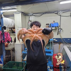 국내산 제수용 활 돌문어 1마리 특대문어, 1개, 1.5kg[1미]