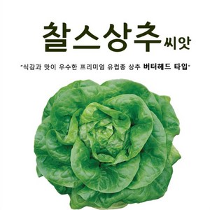 찰스 상추씨앗 (100립) 프리미엄 유럽상추, 1개