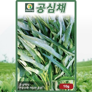 다농 공심채 씨앗 10g 공심채씨 모닝글로리 종자, 1개