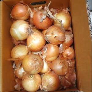 [믿고마트] 무안양파 국내산 단단하고 맛있는 햇 양파 2kg 3kg 5kg 10kg, 양파 2kg 소, 1개