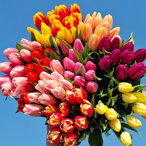 튤립 생화 꽃 랜덤 색상 10송이 (양재꽃시장) 생화 경매 직송 꽃다발 꽃선물 꽃바구니 정기구독 꽃꽂이, 튤립랜덤10송이