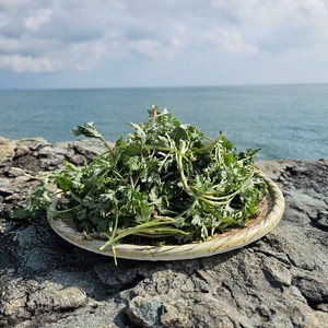 여수 거문도 해풍쑥 노지재배 청정 쌩쑥, 거문도해풍쑥, 1kg