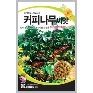 커피 씨앗 나무 종자 커피씨 판매 coffee seed 10알, 1개