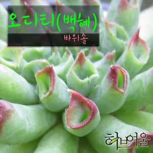 [허브여울바위솔] 바위솔모음 (노지월동/모종) 지름 9cm 소품 & 15cm 중품 다육화분 (상토와 마사만사용), 오디티, 1개