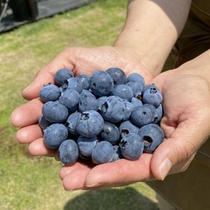 복덩이네 프리미엄 생블루베리 칠레산 고품질선별, 2개, 125g