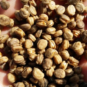 개갑된 인삼.산삼.장뇌삼 씨앗 500g, 1개