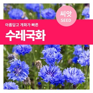 마이플랜트 수레국화 꽃씨 씨앗 1g, 1개