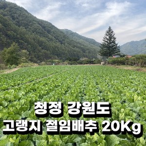 청정 강원 평창 무르지 않는 명품 고랭지 절임배추 20KG 김장 전날 받으세요. 배송메시지에 연락처랑 날짜 입력해 주세요. 주문 확인되면 문자드려요~, 김장 전날 11월 30일 도착, 1박스