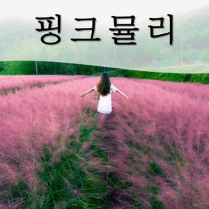 [올해만개] 핑크뮬리 모종 묘목 40개 (꽃객프로젝트), 1개