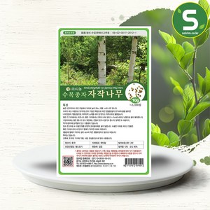 솔림텃밭몰 수목종자 자작나무씨앗 10g 자작나무종자 산림 조경, 1개