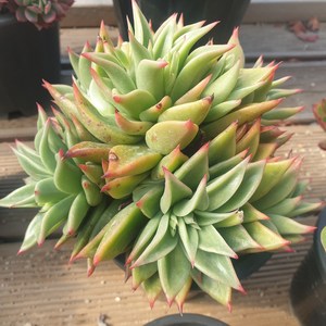 [수암다육] 긴잎적성 랜덤발송 Echeveria agavoides 'Akaihosi' 랜덤발송 다육 다육이 다육식물 093 적성, 1개