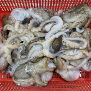 국내산 활 쭈꾸미 국산 알배기 알쭈꾸미, 1개, 1kg (7-12미)