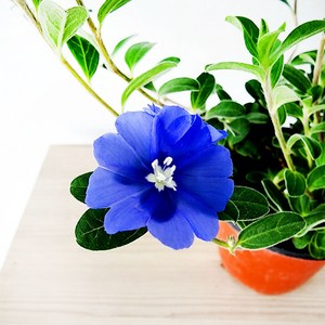 에덴플랜트 아메리칸블루 지름10cm포트 파란꽃 야생화 꽃식물 사계절꽃 감성식물 1개