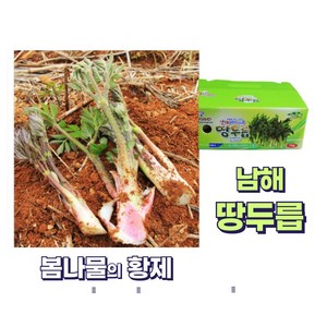 남해 봄내음 땅두릅 해풍 보물섬 두릅, 1박스, 1kg