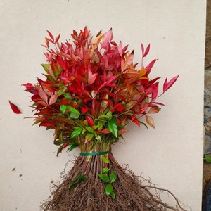 (연세원예) 남천 실생묘목 50개 / 생명력 강한, 1개, 갯수