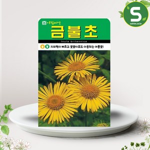 솔림텃밭몰 금불초씨앗 500립 금불초 꽃씨앗 꽃씨 야생화, 1개