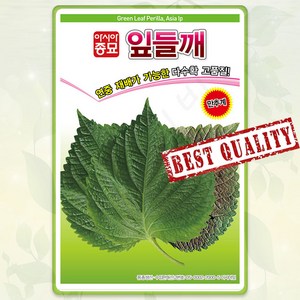 깻잎 씨앗 2800립 잎들깨 쌈 채소 종자 씨 봄 여름 가을 깻잎씨 AS, 1개