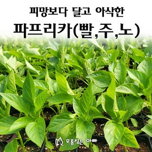 [모종심는아빠] 피망보다 달고 아삭한 파프리카모종, 1개, 빨주노 각