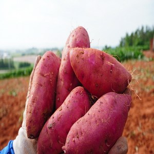 23년 수확 무안 스테비아 꿀고구마 특상 3kg/5kg/10kg, 3kg, 1박스