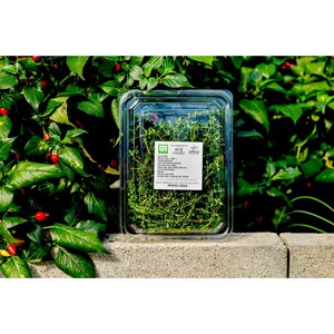[페퍼앤허브] 타임 생잎 50g 100g 카페용 유기농 식용허브, 1개, 커먼타임 100g