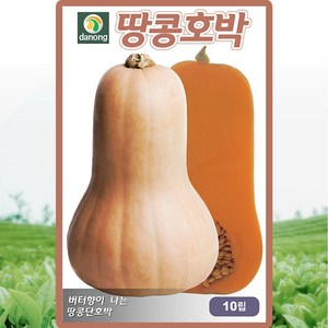 다농 땅콩호박 씨앗 10립 덩굴성 버터호박씨 종자, 1개