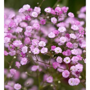 겹분홍안개-핑크레이디 (묘종2개) 규격10cm화분묘 노지월동 다년초 [케이야생화], 2개