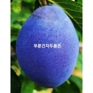 향수묘목농원 서양자두 푸룬 건자두 2년차묘목 포트에 담아서 발송합니다, 1개, 프리지턴트