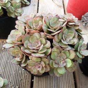 [수암다육] 수연 랜덤발송 Echeveria 'Suyon' 다육 다육이 다육식물 국민다육 다육이키우기 선인장 플랜테리어 미니선인장, 1개