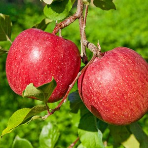 [엄지척농산물] 산지직송 안동사과 햇 홍로사과 꿀사과, 2kg 소과(10-13), 1개