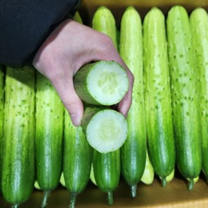 [농가신선] 수분가득 백오이 아삭한 국내산 백다다기 특품, 1박스, 5kg (16-20개)