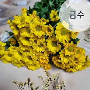 소국 한단 생화 꽃배달싼곳 흰색 핑크 노랑 소국꽃다발 꽃메일 생화택배, 노랑 (금수), 1개
