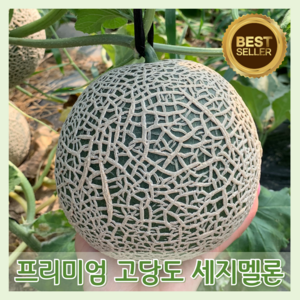 [다정한과일] 최고당도 프리미엄 로얄과 멜론, 1박스, 세지멜론 로얄과 1.7kg 이상 (1수)