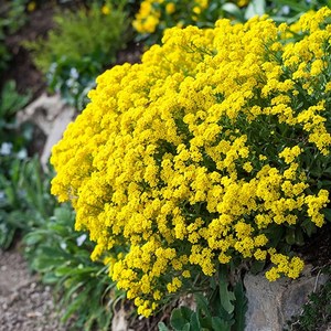 [모야모 꽃씨] 암석알리섬(바위냉이) 30립 씨앗, 1개