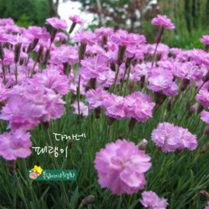 다까네패랭이 [4포트 복남이네야생화 모종 석죽 디안서스 분홍겹패랭이 dianthus], 4개