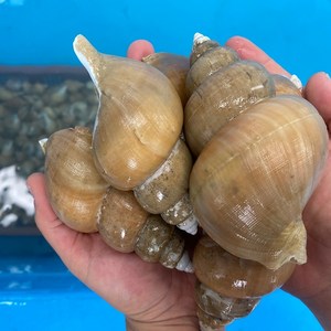 [선주직송] 당일조업 산소포장 포항 자연산 생물 백고동 백골뱅이 특대 대 중 소, 1개, 백고동 500g (5미내외)