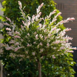 플라밍고 셀렉스 셀릭스 묘목 나무 삼색 오색 버드나무 정원수, 140cm 내외, 1개, 플라밍고셀릭스 나무