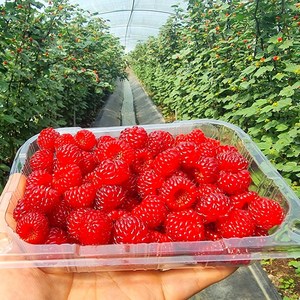영태네농산물] 품질보증 국내산 산딸기(생과), 1박스, 250g x2팩