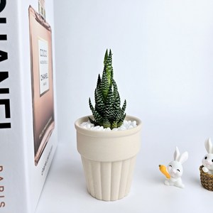 씨플랜트 미니 세라믹 화분 다육이 선인장 취업선물 생일선물 집들이선물 나를위한선물 미니 귀여운 감성, 월동자