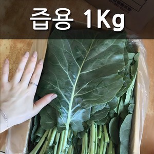 친환경 유기농 무농약 케일 (즙용/쌈용), 즙용1kg, 1개