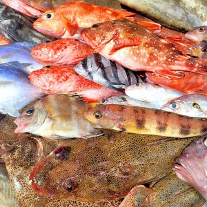 자연산 생선 매운탕 구이 통영 잡어 3kg 10인분, 1개, 잡어3kg