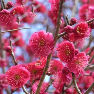 목하원예조경 매화나무 진분홍꽃 홍매화 (설중매) 접목1년특묘, 1개