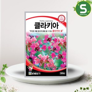 클라키아 씨앗 300립 일년생 핑크색 꽃씨앗 종자, 1개