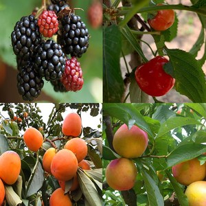 유실수묘목 과일나무묘목 접묘목 판매(사과나무 대추나무 감남 체리나무 자두나무 복숭아나무 밤나무.매실나무등), 19.왕오디나무묘목, 1개