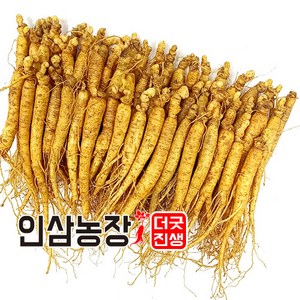 더굿진생 인삼 수삼 금산인삼 원수삼 난발삼 파삼 삼계 350g, (세척안함)식당알뜰형350g(40~50뿌리, 1개