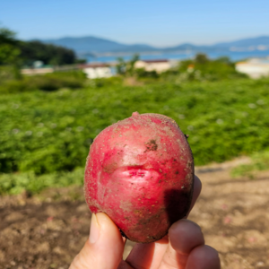 땅땅이 포근한 카스테라 햇 홍감자, 1개, 5kg 대