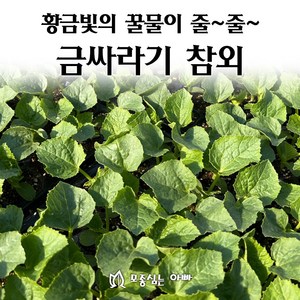 [모종심는아빠] 황금빛의 꿀물이 줄줄 금싸라기참외 모종, 모종3개, 1개