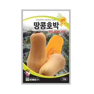 땅콩호박 10립 / 호박씨 호박씨앗 이색채소씨앗 과일채소씨앗, 1개