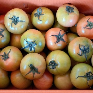 (용이다팜) 풍미가득 대저토마토, L-2L, 1개, 2.5kg